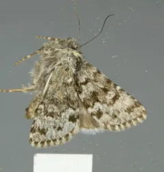 Sympistis lapponica thumbnail 4