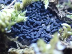 Hysterium pulicare thumbnail 2
