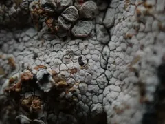 Lambiella insularis thumbnail 1