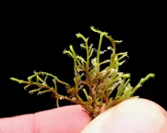 California Pseudobraunia Moss thumbnail 3