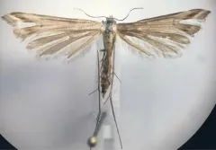 Arctic Plume Moth thumbnail 4