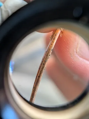 Lophodermium seditiosum