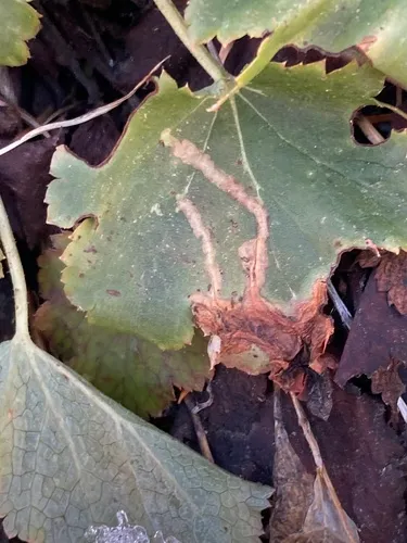 Epinotia digitana