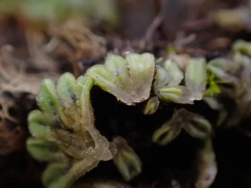 Lamellose Crystalwort