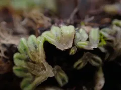 Lamellose Crystalwort thumbnail 1