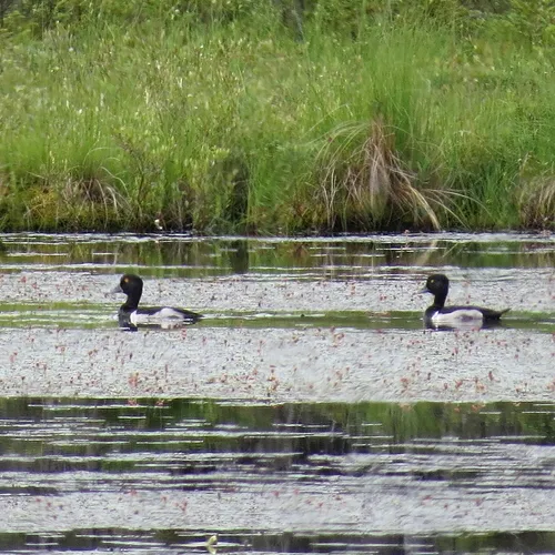Ring-necked Duck