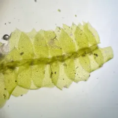 Various-leaved Crestwort thumbnail 3