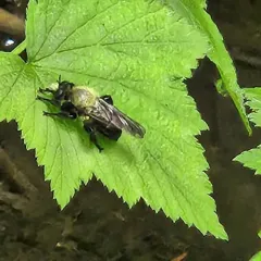 Black-tailed Laphria thumbnail 4
