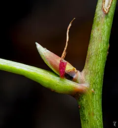 Smooth Blackberry thumbnail 3
