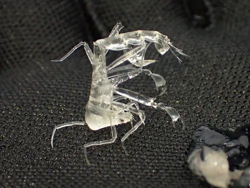 parasitic hyperiid amphipod