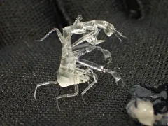 parasitic hyperiid amphipod thumbnail 1