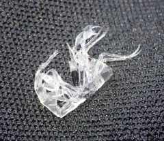 parasitic hyperiid amphipod thumbnail 4