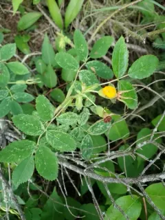 Phragmidium mucronatum thumbnail 4