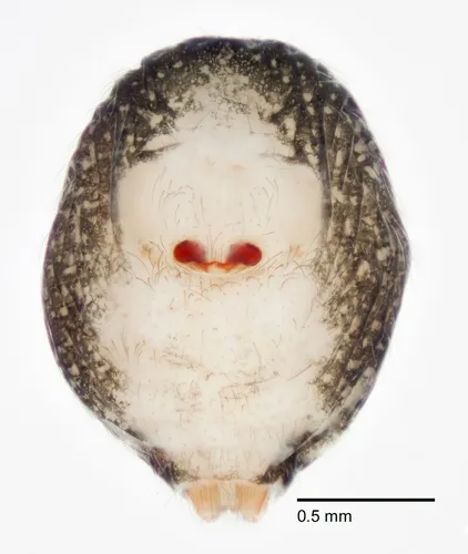 Cybaeozyga heterops
