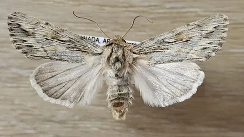 Rhizagrotis albalis