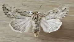 Rhizagrotis albalis thumbnail 1