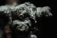 Multicolored Dot Lichen thumbnail 4