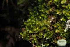 Cut Notchwort thumbnail 2