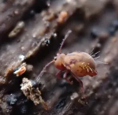 Dicyrtoma fusca thumbnail 4