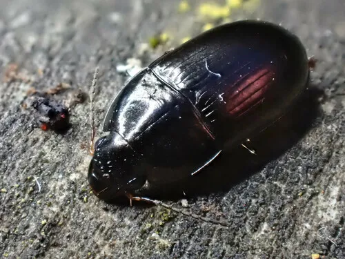 Amara conflata
