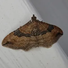 Gem Moth thumbnail 4