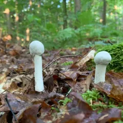 Amanita Mold thumbnail 3