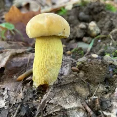 Ornate-stalked bolete thumbnail 2