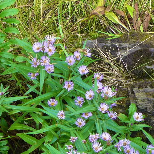 Douglas' Aster