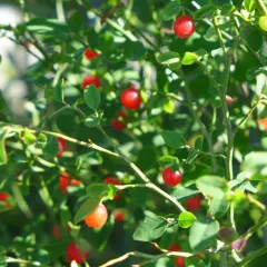 Red Huckleberry thumbnail 3