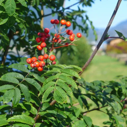 European mountain ash