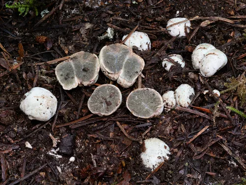Hysterangium separabile