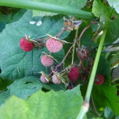 thimbleberry thumbnail 2