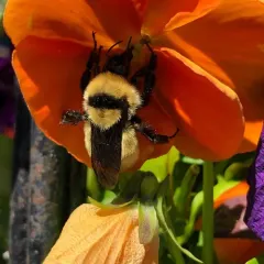 Golden Northern Bumble Bee thumbnail 3