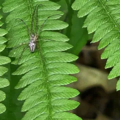 Elongate Stilt Spider thumbnail 4