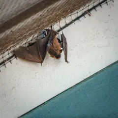 Little Brown Bat thumbnail 4