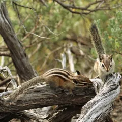 Least Chipmunk thumbnail 2