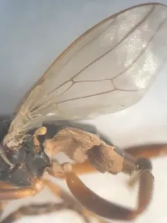 Sphaerocera curvipes thumbnail 3