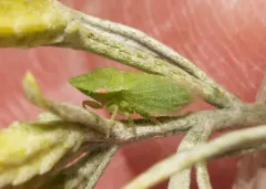 Xerophloea peltata thumbnail 3