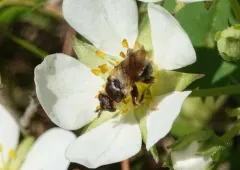 Myopa virginica thumbnail 2