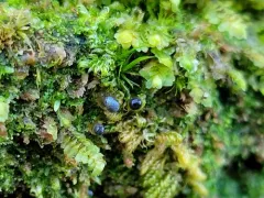 Colloderma oculatum thumbnail 2