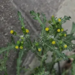 common groundsel thumbnail 5