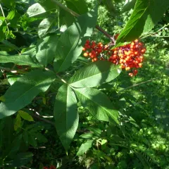 red-berried elder thumbnail 2