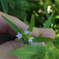 narrow-leaf mountain trumpet thumbnail 3