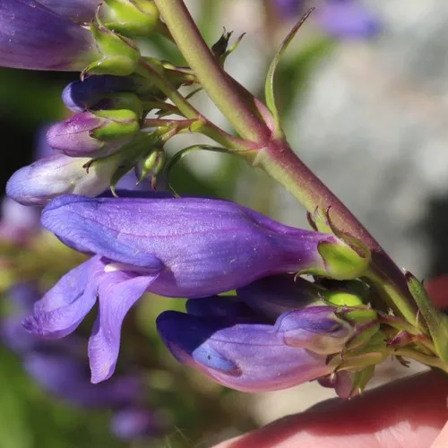 Rocky Mountain beardtongue