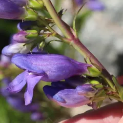 Rocky Mountain beardtongue thumbnail 1