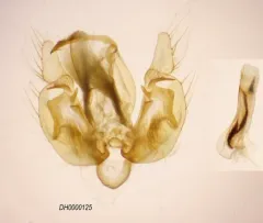 Leucania anteroclara thumbnail 1