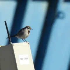 White Wagtail thumbnail 2