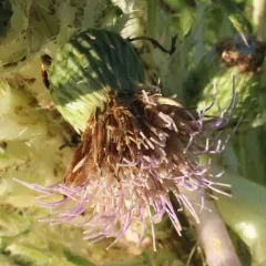 Elk Thistle thumbnail 2