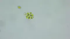 Sorastrum americanum thumbnail 4