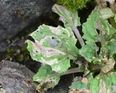 Monkeyflower Non-biting Midge thumbnail 3